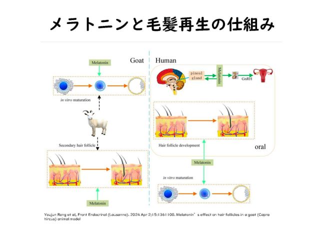 髪のハリ・コシ・艶と栄養学